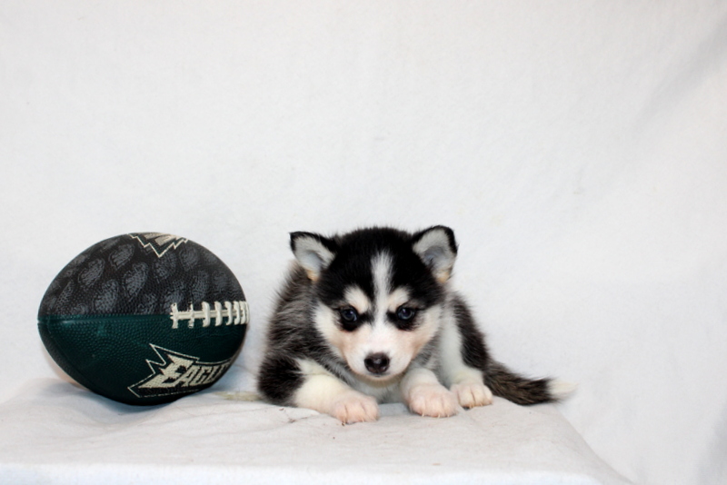 puppy, for, sale, Pomsky, Matthew B. Stoltzfus, dog, breeder, Gap, PA, dog-breeder, puppy-for-sale, forsale, nearby, find, puppyfind, locator, puppylocator, aca